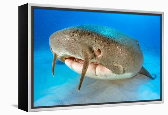 Nurse shark resting on the sand, Bahamas-Alex Mustard-Framed Premier Image Canvas