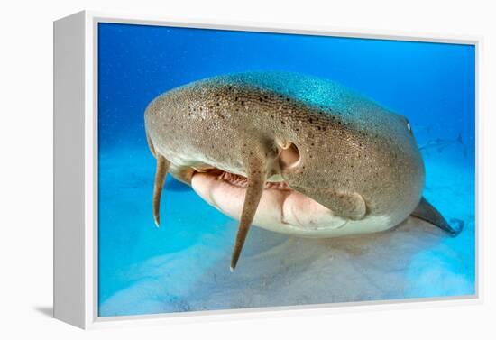 Nurse shark resting on the sand, Bahamas-Alex Mustard-Framed Premier Image Canvas