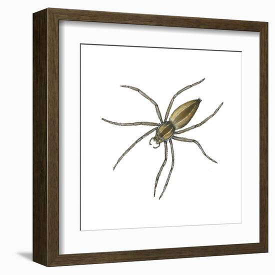 Nursery Web Spider (Pisaurina Mira), Arachnids-Encyclopaedia Britannica-Framed Art Print