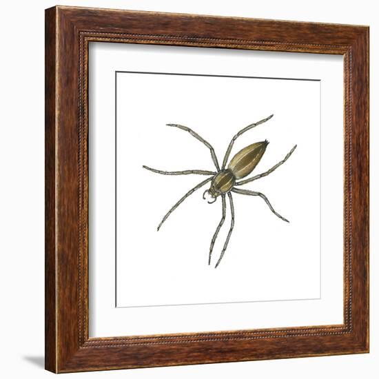 Nursery Web Spider (Pisaurina Mira), Arachnids-Encyclopaedia Britannica-Framed Art Print