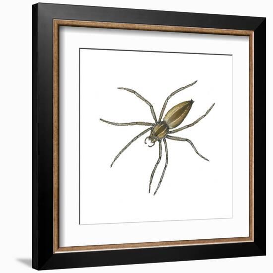 Nursery Web Spider (Pisaurina Mira), Arachnids-Encyclopaedia Britannica-Framed Art Print