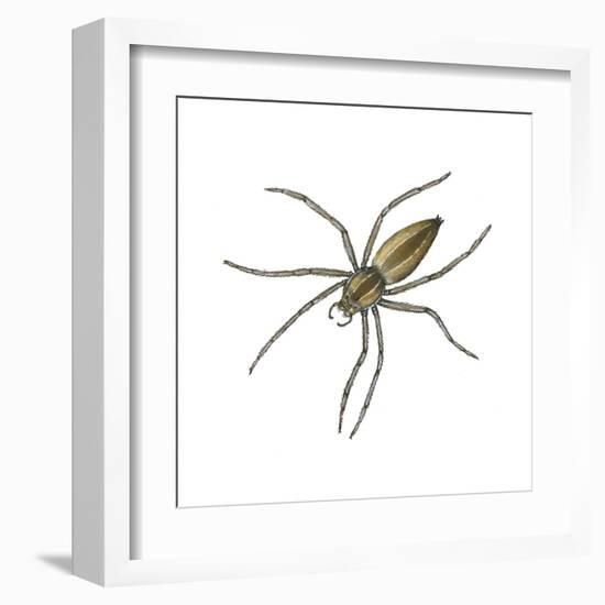 Nursery Web Spider (Pisaurina Mira), Arachnids-Encyclopaedia Britannica-Framed Art Print