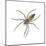 Nursery Web Spider (Pisaurina Mira), Arachnids-Encyclopaedia Britannica-Mounted Art Print