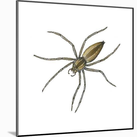 Nursery Web Spider (Pisaurina Mira), Arachnids-Encyclopaedia Britannica-Mounted Art Print