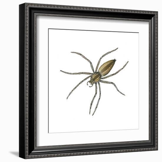 Nursery Web Spider (Pisaurina Mira), Arachnids-Encyclopaedia Britannica-Framed Art Print