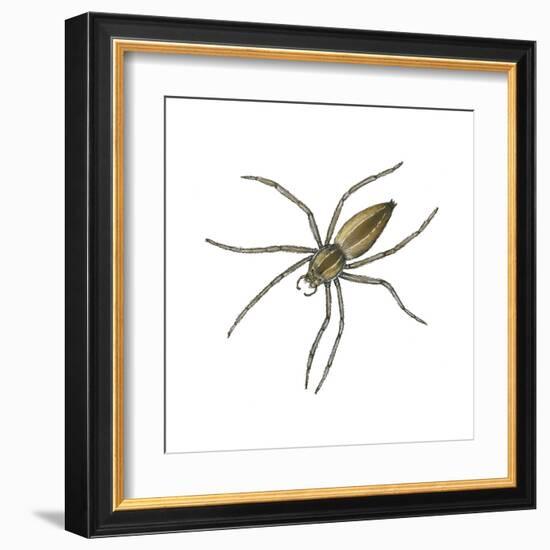 Nursery Web Spider (Pisaurina Mira), Arachnids-Encyclopaedia Britannica-Framed Art Print