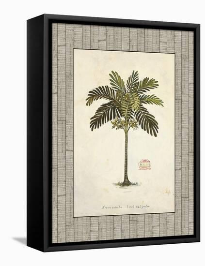 Nut Palm Illustration-Arnie Fisk-Framed Stretched Canvas