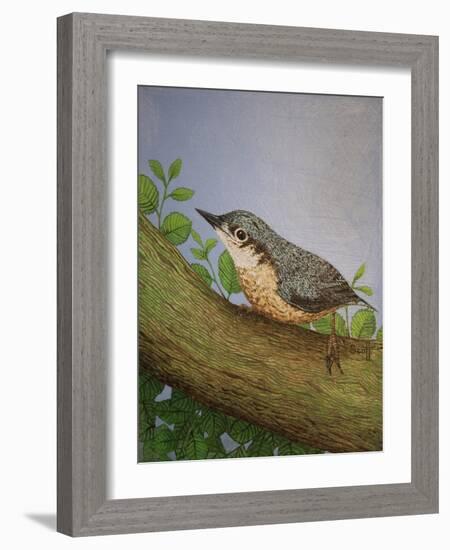 Nuthatch, 2016-Pat Scott-Framed Giclee Print