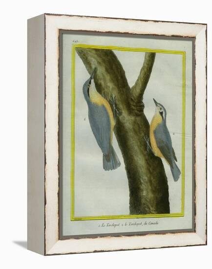 Nuthatch and Red-Breasted Nuthatch-Georges-Louis Buffon-Framed Premier Image Canvas