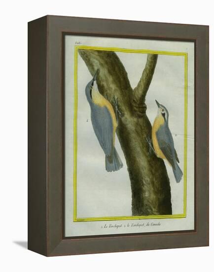 Nuthatch and Red-Breasted Nuthatch-Georges-Louis Buffon-Framed Premier Image Canvas