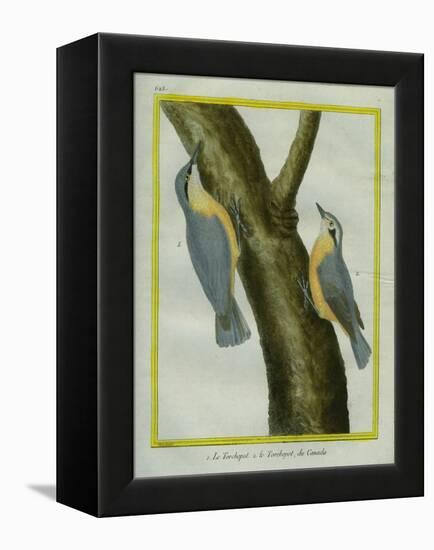 Nuthatch and Red-Breasted Nuthatch-Georges-Louis Buffon-Framed Premier Image Canvas