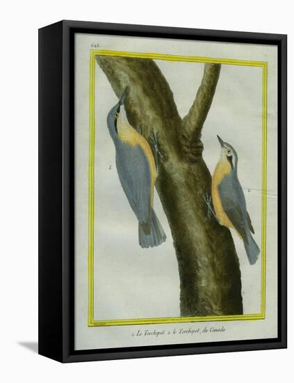 Nuthatch and Red-Breasted Nuthatch-Georges-Louis Buffon-Framed Premier Image Canvas