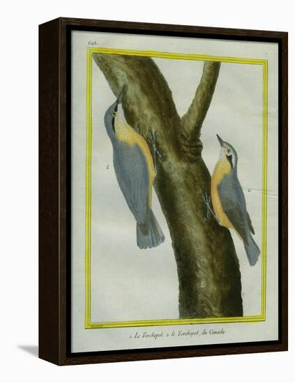 Nuthatch and Red-Breasted Nuthatch-Georges-Louis Buffon-Framed Premier Image Canvas