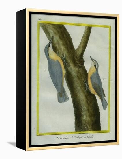 Nuthatch and Red-Breasted Nuthatch-Georges-Louis Buffon-Framed Premier Image Canvas