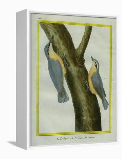 Nuthatch and Red-Breasted Nuthatch-Georges-Louis Buffon-Framed Premier Image Canvas