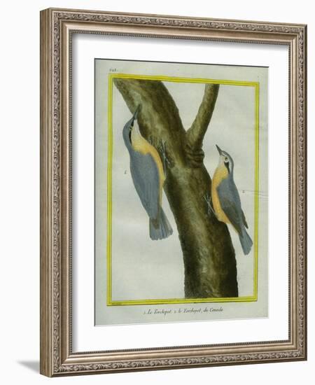 Nuthatch and Red-Breasted Nuthatch-Georges-Louis Buffon-Framed Giclee Print