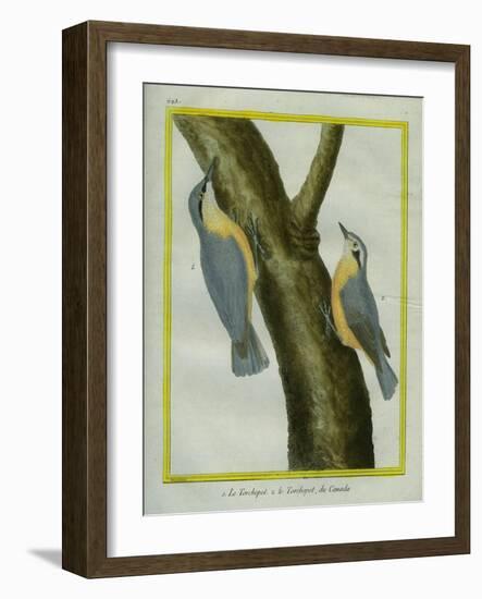 Nuthatch and Red-Breasted Nuthatch-Georges-Louis Buffon-Framed Giclee Print