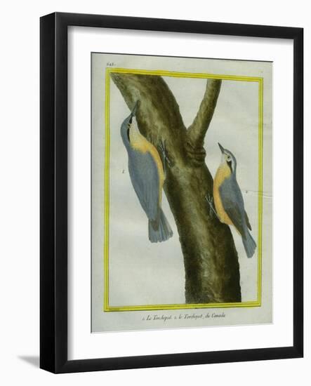 Nuthatch and Red-Breasted Nuthatch-Georges-Louis Buffon-Framed Giclee Print