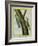 Nuthatch and Red-Breasted Nuthatch-Georges-Louis Buffon-Framed Giclee Print