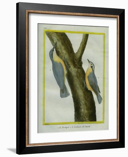 Nuthatch and Red-Breasted Nuthatch-Georges-Louis Buffon-Framed Giclee Print