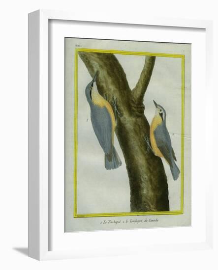 Nuthatch and Red-Breasted Nuthatch-Georges-Louis Buffon-Framed Giclee Print