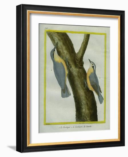 Nuthatch and Red-Breasted Nuthatch-Georges-Louis Buffon-Framed Giclee Print