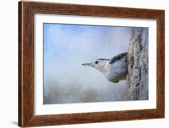 Nuthatch in the Snow-Jai Johnson-Framed Giclee Print