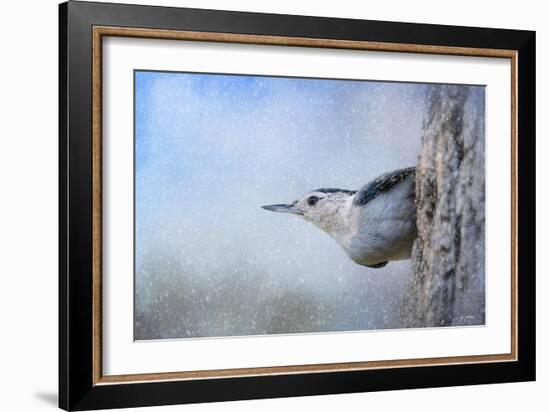 Nuthatch in the Snow-Jai Johnson-Framed Giclee Print