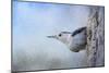 Nuthatch in the Snow-Jai Johnson-Mounted Giclee Print