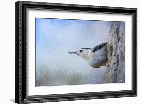 Nuthatch in the Snow-Jai Johnson-Framed Giclee Print