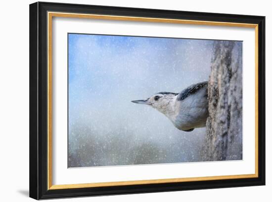 Nuthatch in the Snow-Jai Johnson-Framed Giclee Print