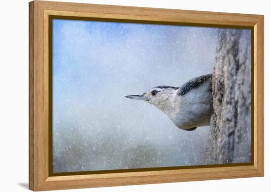 Nuthatch in the Snow-Jai Johnson-Framed Premier Image Canvas