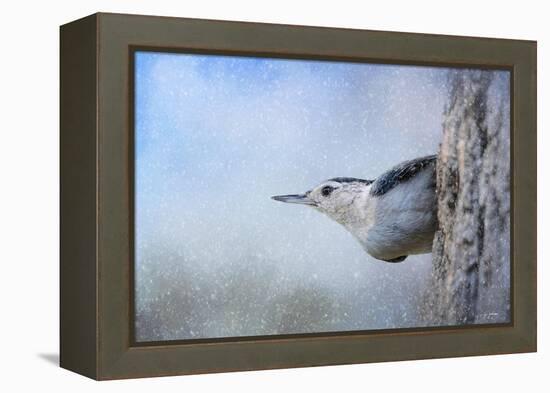Nuthatch in the Snow-Jai Johnson-Framed Premier Image Canvas