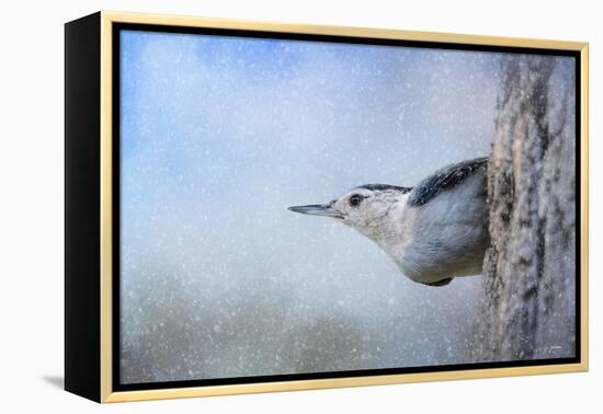 Nuthatch in the Snow-Jai Johnson-Framed Premier Image Canvas