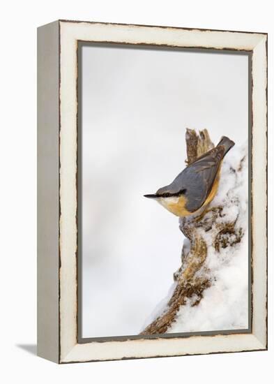 Nuthatch Portrait on a Snow Covered Old Stump December-null-Framed Premier Image Canvas