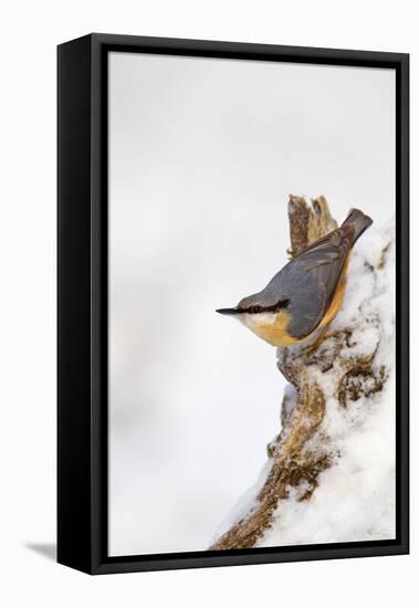 Nuthatch Portrait on a Snow Covered Old Stump December-null-Framed Premier Image Canvas