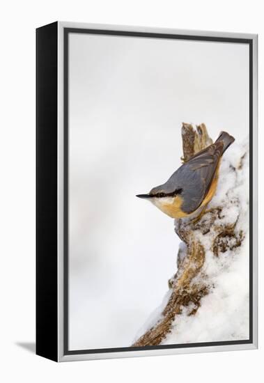 Nuthatch Portrait on a Snow Covered Old Stump December-null-Framed Premier Image Canvas