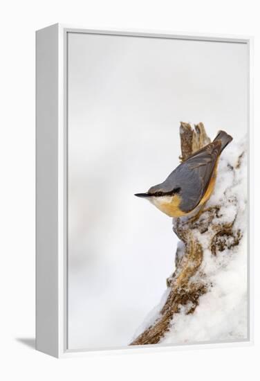 Nuthatch Portrait on a Snow Covered Old Stump December-null-Framed Premier Image Canvas