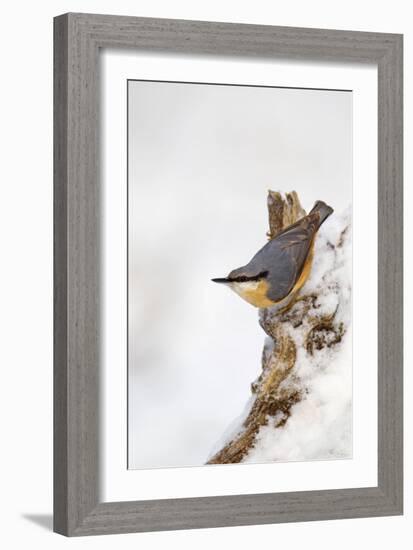 Nuthatch Portrait on a Snow Covered Old Stump December-null-Framed Photographic Print