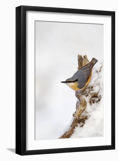Nuthatch Portrait on a Snow Covered Old Stump December-null-Framed Photographic Print