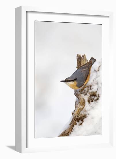 Nuthatch Portrait on a Snow Covered Old Stump December-null-Framed Photographic Print