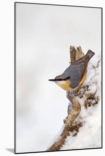 Nuthatch Portrait on a Snow Covered Old Stump December-null-Mounted Photographic Print