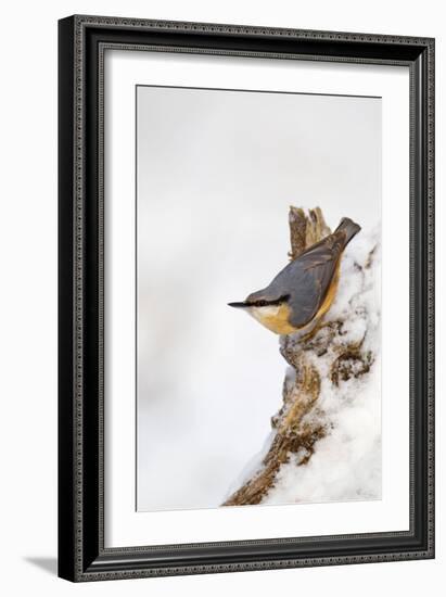 Nuthatch Portrait on a Snow Covered Old Stump December-null-Framed Photographic Print