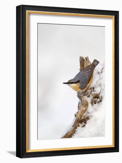 Nuthatch Portrait on a Snow Covered Old Stump December-null-Framed Photographic Print