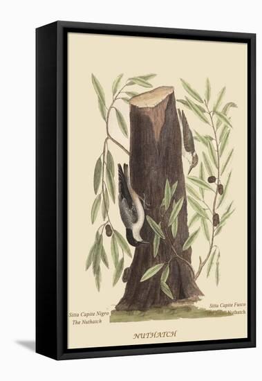 Nuthatch-Mark Catesby-Framed Stretched Canvas