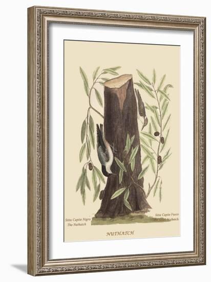 Nuthatch-Mark Catesby-Framed Art Print