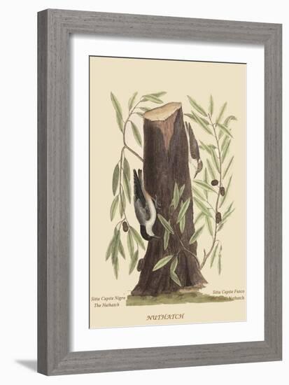 Nuthatch-Mark Catesby-Framed Art Print