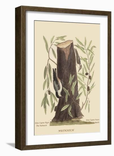 Nuthatch-Mark Catesby-Framed Art Print