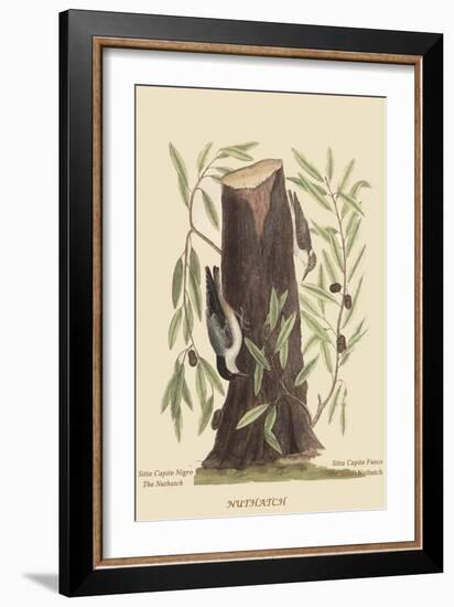 Nuthatch-Mark Catesby-Framed Art Print
