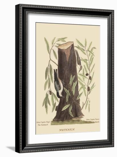 Nuthatch-Mark Catesby-Framed Art Print